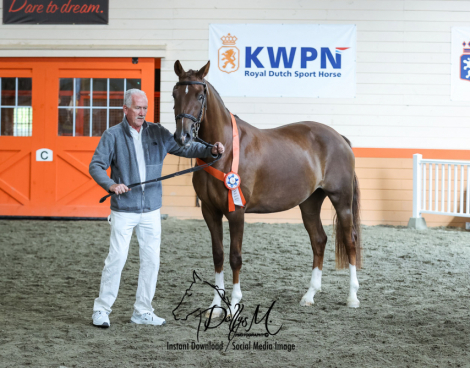 HorseID: 2254505 Shri Lente - PhotoID: 1030868