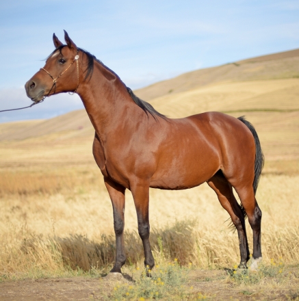 HorseID: 2254655 ROL Specyal Promise - PhotoID: 1026901
