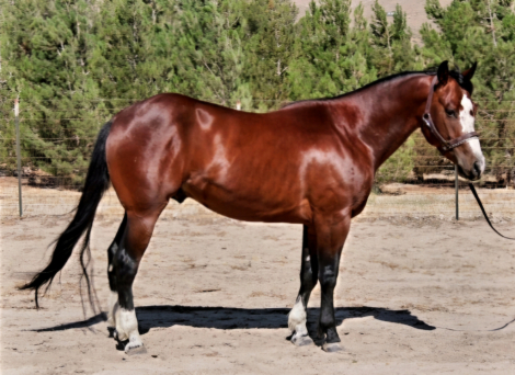 HorseID: 2258747 DARKSIDE OF THE BOON df - PhotoID: 1087027