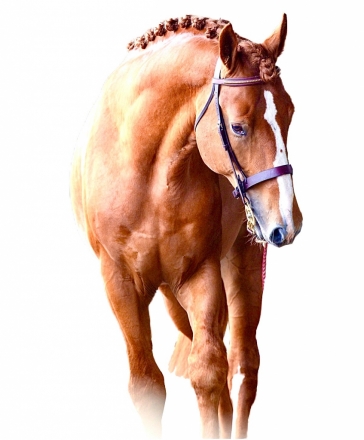 HorseID: 2260218 Manu Fortis Proud Chieftain - PhotoID: 1027448