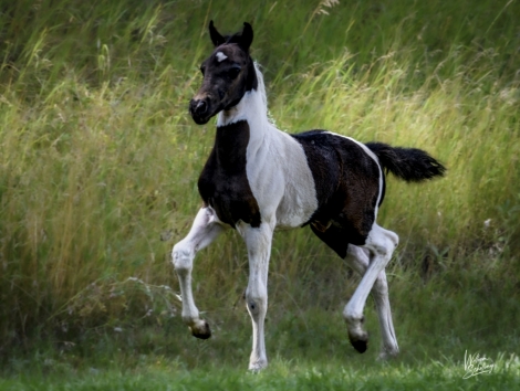 HorseID: 2260234 Romeo by Design - PhotoID: 1027486