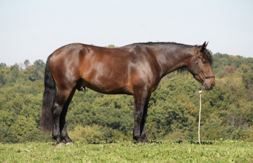 HorseID: 2260686 Peppy Smoke Shines - PhotoID: 1087043