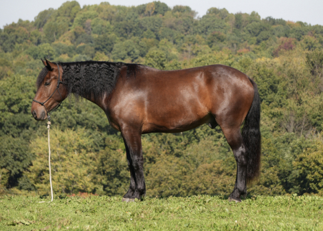 HorseID: 2260686 Peppy Smoke Shines - PhotoID: 1087044