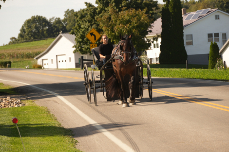 HorseID: 2260686 Peppy Smoke Shines - PhotoID: 1087045