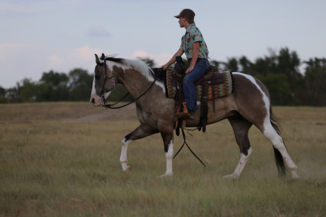 HorseID: 2260689 Appysauce - PhotoID: 1028025