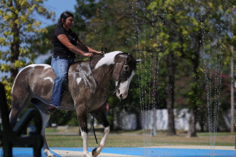 HorseID: 2260689 Appysauce - PhotoID: 1028026