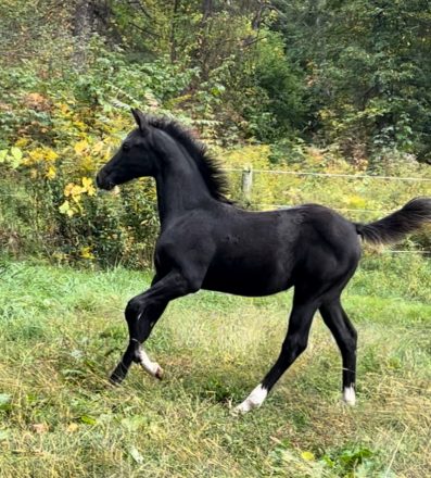 HorseID: 2261327 Klair de Lune - PhotoID: 1062871