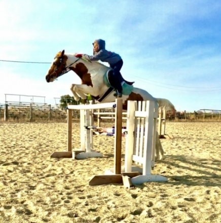 HorseID: 2261564 Talented All Around Athlete, for husband or child - PhotoID: 1029301