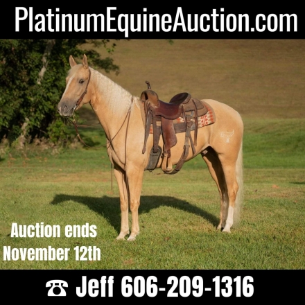 Vw Yella Pine, Palomino AQHA Quarter Horse Gelding, Gold Palomino ...