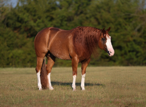HorseID: 2261706 VINTAGE WHITEWALLS - PhotoID: 1029646