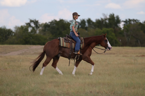 HorseID: 2261706 VINTAGE WHITEWALLS - PhotoID: 1029647