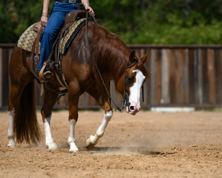 HorseID: 2261706 VINTAGE WHITEWALLS - PhotoID: 1029648