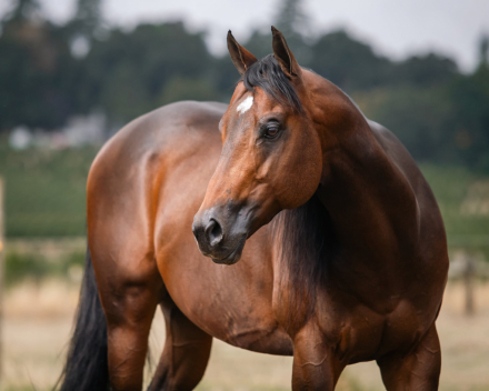 HorseID: 2261892 EC American Sniper - PhotoID: 1087713