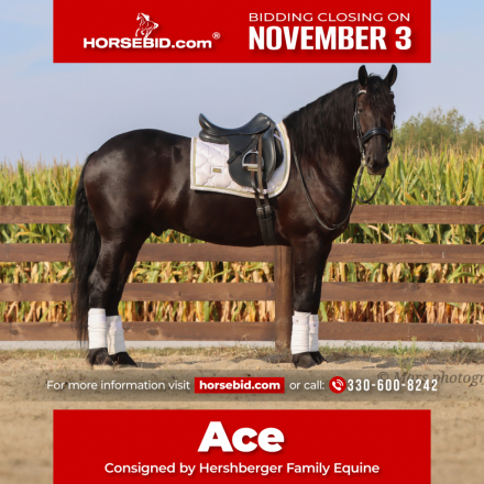 HorseID: 2271746 A-J'S Ace - PhotoID: 1043303