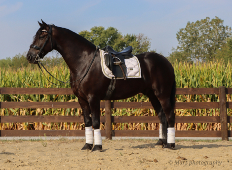 HorseID: 2271746 A-J'S Ace - PhotoID: 1043304