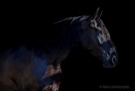 HorseID: 2271746 A-J'S Ace - PhotoID: 1043305