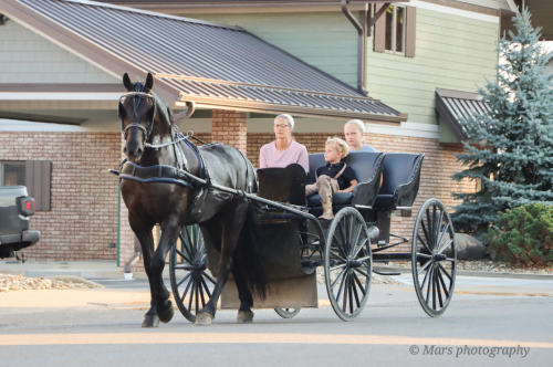 HorseID: 2271746 A-J'S Ace - PhotoID: 1069856