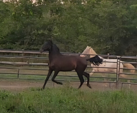 HorseID: 2272256 Bolero EMC - PhotoID: 1085809