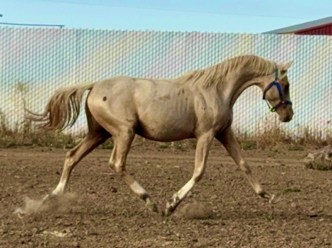 HorseID: 2273831 Vindication - PhotoID: 1086043