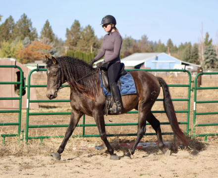 HorseID: 2275659 LL Desplante - PhotoID: 1087376