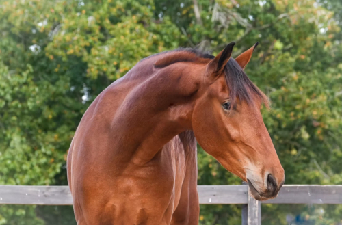 HorseID: 2275762 Andorra - PhotoID: 1048789