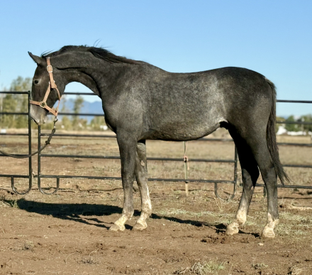 HorseID: 2277904 Uniquely Louis - PhotoID: 1075556