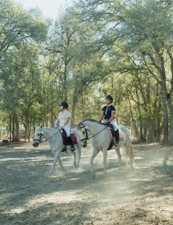 HorseID: 2279251 Avonlea - PhotoID: 1108163