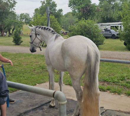 HorseID: 2279251 Avonlea - PhotoID: 1108164