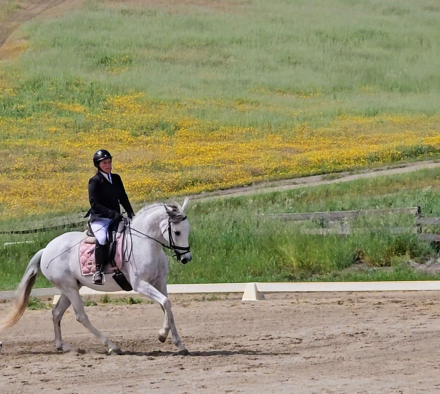 HorseID: 2279251 Avonlea - PhotoID: 1108165