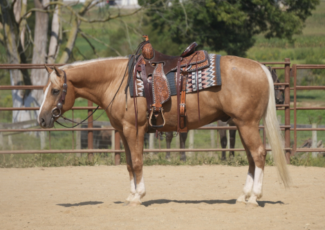 HorseID: 2280903 Ragnar Dunson - PhotoID: 1055696