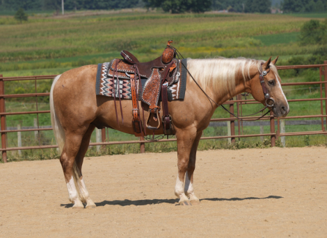 HorseID: 2280903 Ragnar Dunson - PhotoID: 1055697