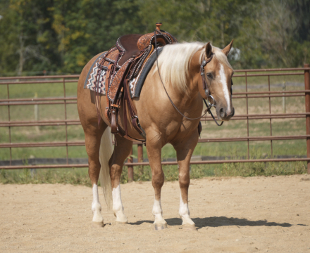 HorseID: 2280903 Ragnar Dunson - PhotoID: 1055698