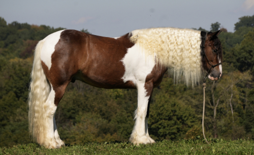 HorseID: 2280904 DD Wyoubludocgranite - PhotoID: 1055716