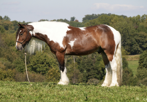 HorseID: 2280904 DD Wyoubludocgranite - PhotoID: 1055717