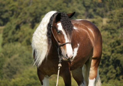 HorseID: 2280904 DD Wyoubludocgranite - PhotoID: 1055718