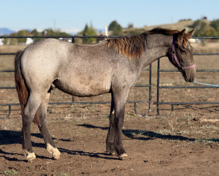 HorseID: 2282992 Blue Moon Son - PhotoID: 1078033