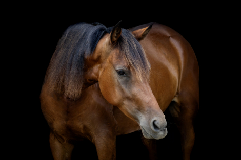 HorseID: 2283304 Olivia do Summerwind - PhotoID: 1069912