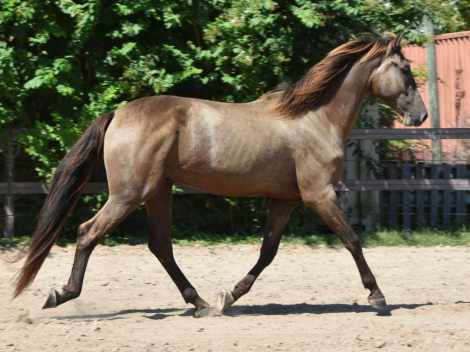 HorseID: 2283723 Llamativo XXI - PhotoID: 1086307