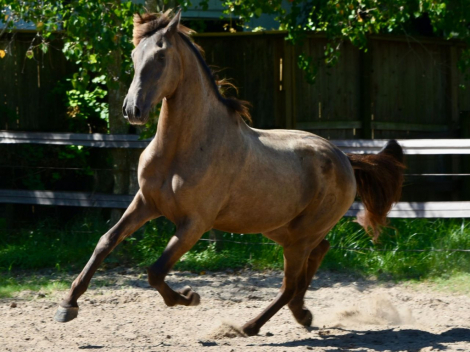 HorseID: 2283723 Llamativo XXI - PhotoID: 1086309