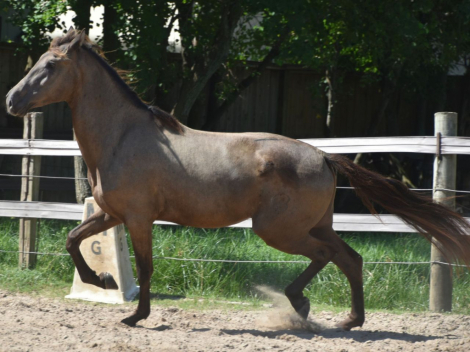 HorseID: 2283723 Llamativo XXI - PhotoID: 1086310