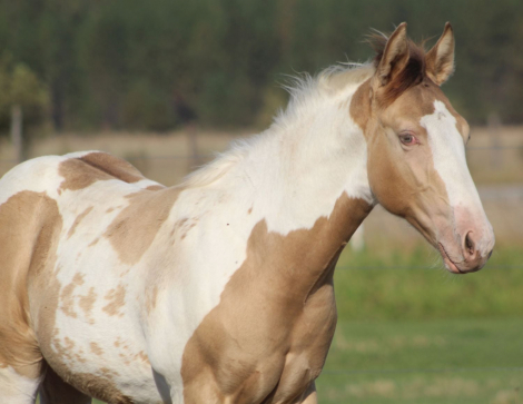 HorseID: 2283913 Champagne Macho Man - PhotoID: 1080032