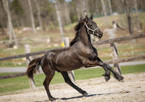 HorseID: 2283951 Bastiaan of Windy Hollow Farm - PhotoID: 1086430