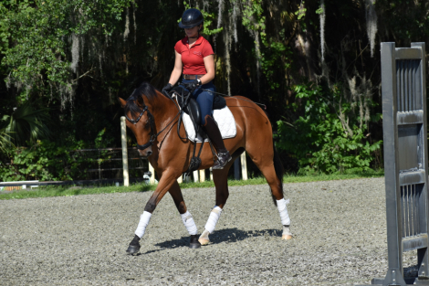 HorseID: 2284072 Oversized Connemaras - PhotoID: 1059940