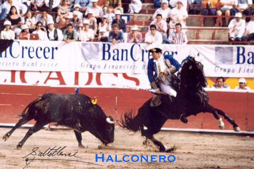 HorseID: 2285032 Uma - PhotoID: 1088004