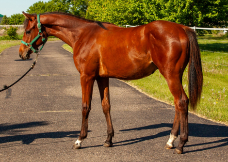 HorseID: 2285424 MEANT TO BE A GUN - PhotoID: 1086963