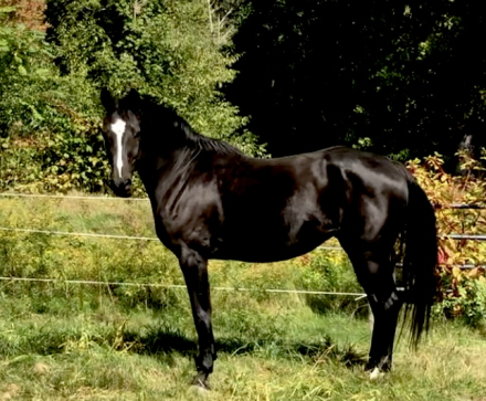 HorseID: 2285897 Bellissima MHF - PhotoID: 1087727