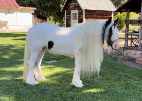 HorseID: 2286342 Cerro Vista Amaretto Delight - PhotoID: 1086348