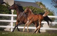 HorseID: 2286814 Foal in-utero Haalani SMF/Kisra Djamel Sinan - PhotoID: 1088042