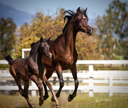 HorseID: 2286814 Foal in-utero Haalani SMF/Kisra Djamel Sinan - PhotoID: 1088043