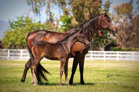 HorseID: 2286814 Foal in-utero Haalani SMF/Kisra Djamel Sinan - PhotoID: 1088044